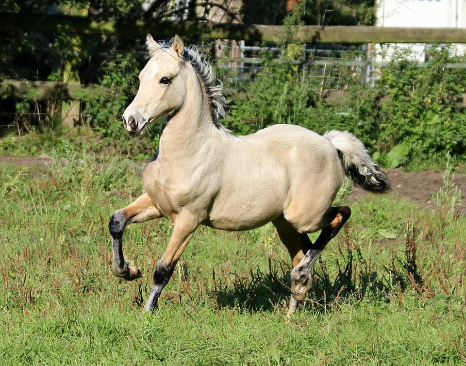 Buckskin Foals For Sale
